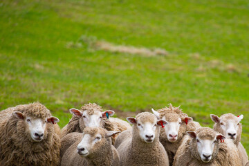たくさんの羊の視線を集める