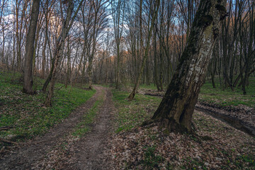 Obraz premium Spring nature