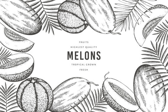 Melons with tropical leaves design template. Hand drawn vector exotic fruit illustration. Retro style fruit banner.