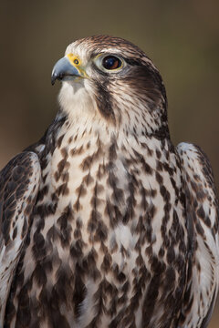 A Portrait of a Sakar Falcon