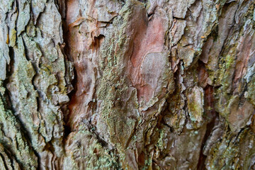 The structure of the bark of a large tree close up.