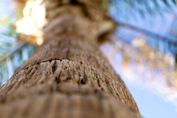 Big coconut palm tree against blue sky