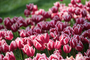 Red tulip flowers