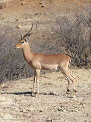 Impala Männchen in Afrika P1190082