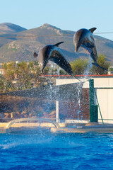 Bottlenose dolphin is in a dolphin show of a zoo
