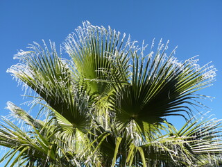Palmenblätter im Winter P1180794