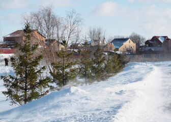 A row of young fir trees growing in the city park.Winter in a peripheral Russian city.