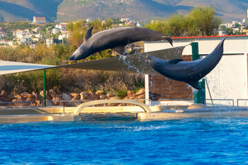 Bottlenose dolphin is in a dolphin show of a zoo
