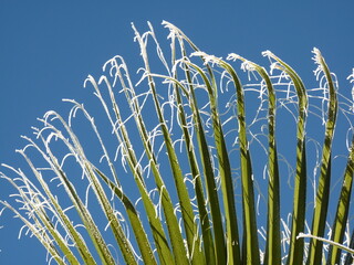 Palmenblätter im Winter P1180796