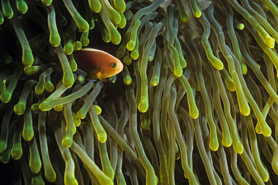 A skunk anemonefish (Amphiprion akallopisos) in a host anemone.