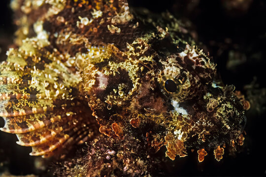 A well camouflaged scorpion fish rests on coral in Madagascar