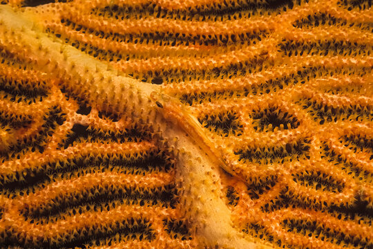 A small orange fish camouflaged on a fan coral in Madagascar.