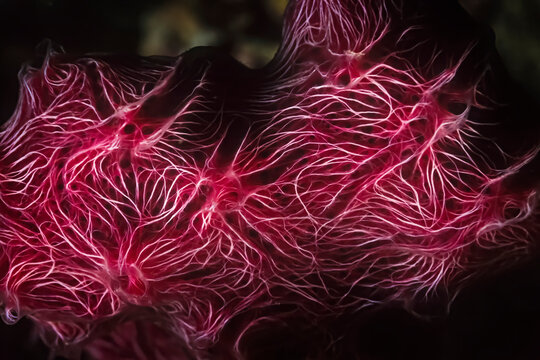 A beautiful white veined red sponge in Madagascar.