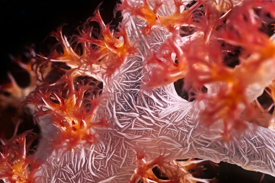 A beautiful orange and white soft coral in Madagascar.