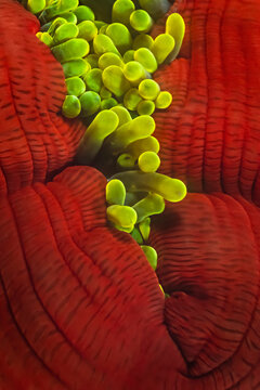 A magnificent anemone (Heteractus magnifica) in Madagascar.