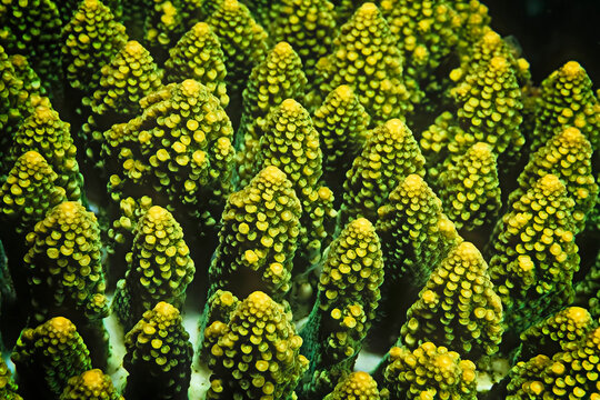 A detail of a table coral in Madagascar.