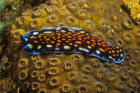 A Linda's flatworm (Pseudoceros lindae) on hard coral in Madagascar.