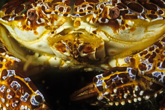 A closeup of a crabs face, Madagascar.