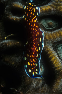 A Linda's flatworm (Pseudoceros lindae) on hard coral in Madagascar.