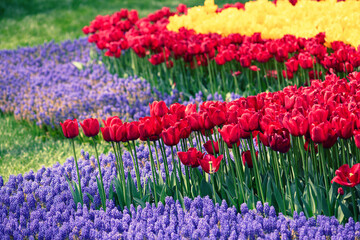 Multicolored tulip flowers