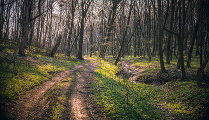 Obraz premium Spring landscape