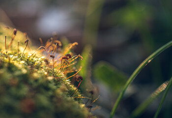 Morning nature in sunlight and dew