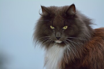 I am not amused! (cat)