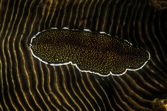 A yellowspot flatworm (Thysanozoon nigropapillosum) on hard coral.