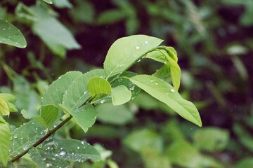 water drops on a leaf
