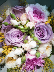 Raspberry and white delicate roses in a bouquet with a mimosa close-up
