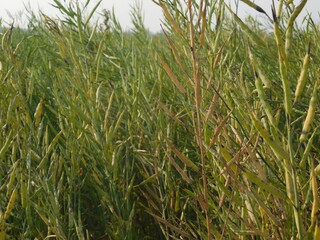Ripping mustard crop field, mustard plant pods close up image
