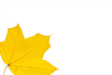 Yellow maple leaf isolated.