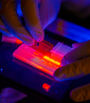 Technician conducts biomass energy DNA research conducted in lab