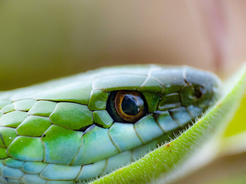 snake resting on green leaf