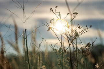 An orange dry grass with frost is on a beautiful sunset background with bokeh light in winter