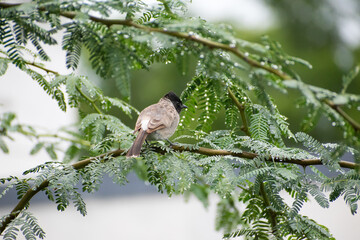 Bird on tree