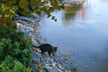 Little cute tabby cat is walking by the frozen water