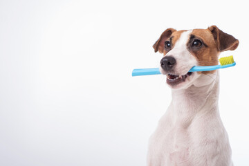 Smart dog jack russell terrier holds a blue toothbrush in his mouth on a white background. Oral hygiene of pets. Copy space