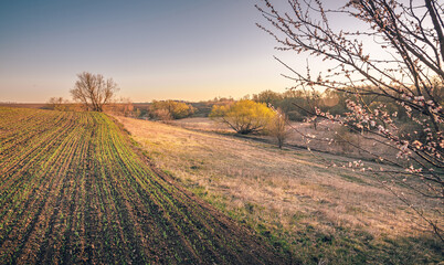 Summer moring among fields