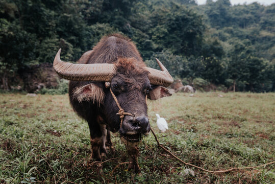 Wild asian buffalo with big horn. Domestic animals in Vietnam