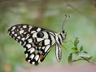 Butterfly up close