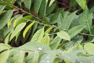 leaves with dew drops
