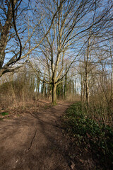 Fototapeta na wymiar woodland low light forest recreation walk in the uk hampshire 