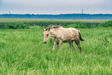 The horse grazes in the pasture in summer.