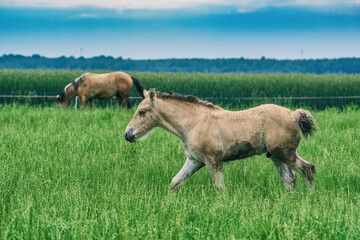 Fototapeta premium The horse grazes in the pasture in summer.