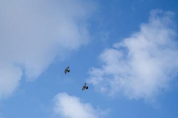 Fototapeta na wymiar The pigeons are flying on the blue sky