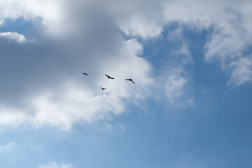 The pigeons are flying on the blue sky