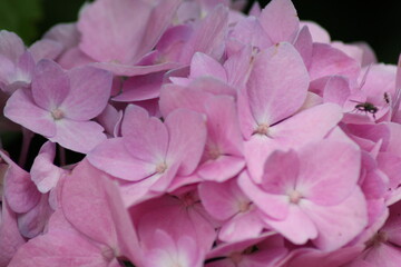 Blumenblüten Makro ausschnitt und Strukturen einer Blume in der Natur 