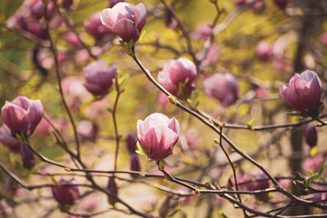 Magnolia spring flowers