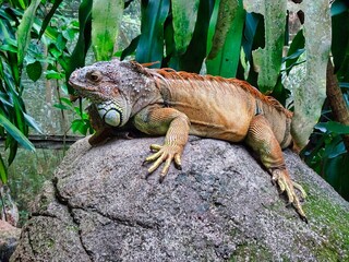 Echse, Lizard, Eidechse